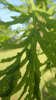 Quercus robur 'Pectinata' dub letní